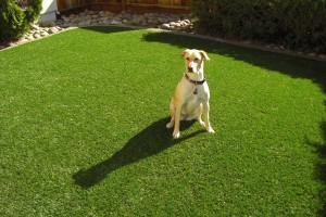 Synthetic Turf Installation Huntington Beach, Newport Beach, Costa Mesa