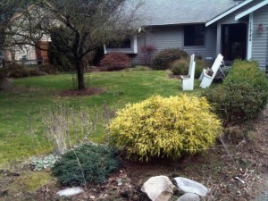 Yard Clean-Up Service Huntington Beach, Newport Beach, Costa Mesa (Before)