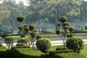 Ornamental Pruning Hedges & Shrubs Huntington Beach, Newport Beach, Costa Mesa