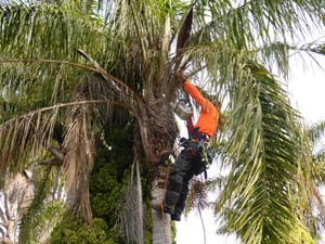 Palm Tree Trimming & Palm Tree Removal Service Huntington Beach, Newport Beach, Costa Mesa