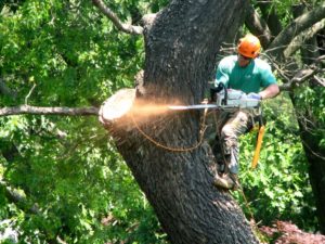 Tree Trimming, Tree Removal & Stump Grinding Service Huntington Beach, Newport Beach, Costa Mesa